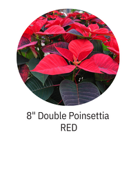 8" Double Poinsettia  RED