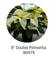 8" Double Poinsettia WHITE