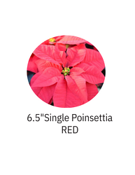 6.5" Single Poinsettia RED