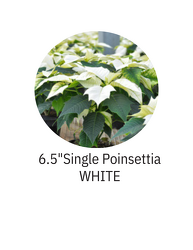 6.5" Single Poinsettia WHITE