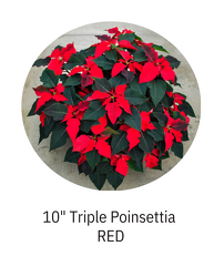 10" triple poinsettia RED