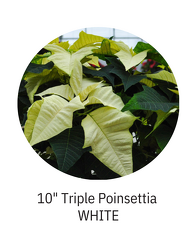 10" triple poinsettia WHITE